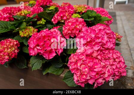 Gros plan des fleurs d'Hydrangea Macrophyllla sur un lit de fleurs à l'extérieur. Les fleurs roses dentelées (à dents de scie) sont disposées Banque D'Images
