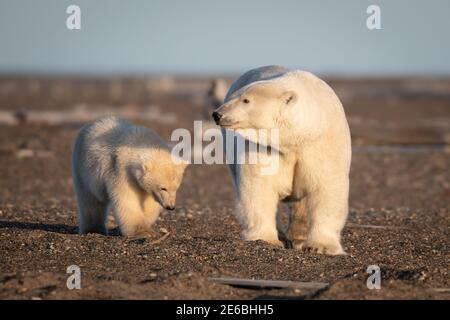 Ours polaire (Ursus maritimus) dans le cercle arctique de Kaktovik, en Alaska Banque D'Images