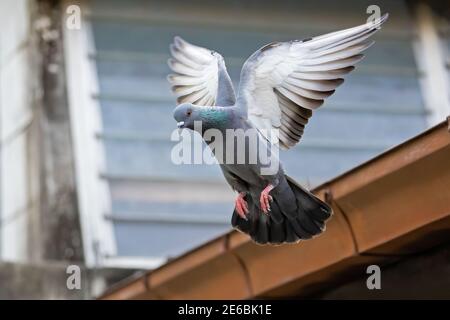 Mouvement scène de pigeon volant dans l'air isolé En arrière-plan Banque D'Images