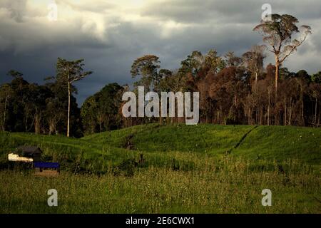 Paysage de champ agricole situé à côté de la zone forestière de Sungai Utik, Batu Lintang, Embaloh Hulu, Kapuas Hulu, West Kalimantan, Indonésie. Banque D'Images