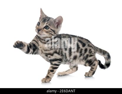 Bengal Cat in front of white background Banque D'Images