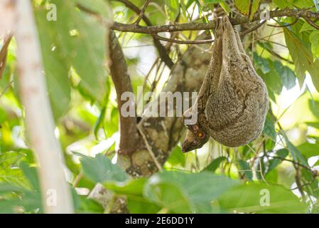 Philippine Colugo ou Kagwang, cynocephalus volans, ou Philippine Flying Lemur accroché à un arbre avec sa race Banque D'Images