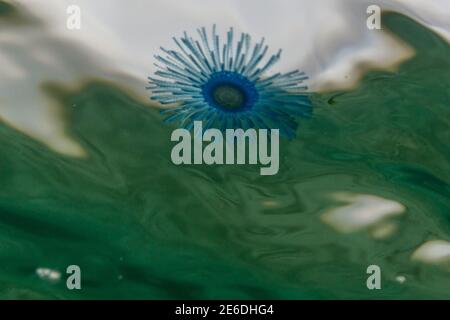 Méduse bouton bleu dans l'eau, porpita porpita, surface, organisme marin constitué d'une colonie d'hydroïdes, Anthoathecata Banque D'Images