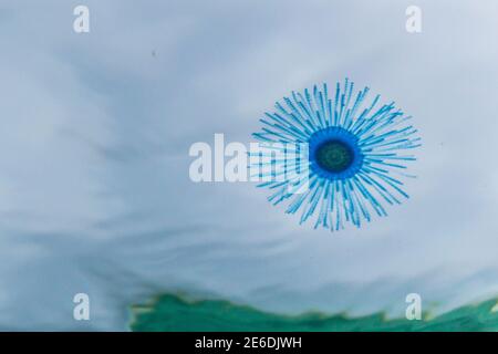 Méduse bouton bleu dans l'eau, porpita porpita, surface, organisme marin constitué d'une colonie d'hydroïdes, Anthoathecata Banque D'Images