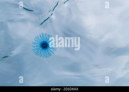 Méduse bouton bleu dans l'eau, porpita porpita, surface, organisme marin constitué d'une colonie d'hydroïdes, Anthoathecata Banque D'Images