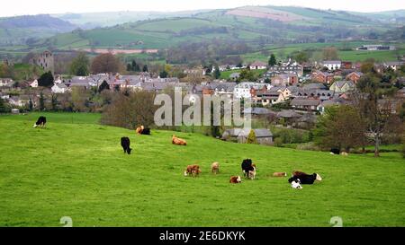 La vallée de Clun, dans le Shropshire, une zone de beauté naturelle exceptionnelle au printemps avec des collines verdoyantes, des vaches dans le champ, et le village de Clun. Banque D'Images