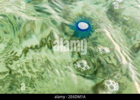 Méduse bouton bleu dans l'eau, porpita porpita, surface, organisme marin constitué d'une colonie d'hydroïdes, Anthoathecata Banque D'Images