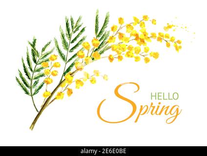 Bonjour printemps. Branche de fleur jaune Mimosa. Aquarelle illustration dessinée à la main isolée sur fond blanc Banque D'Images