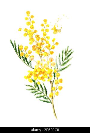 Branche de fleurs de printemps jaune Mimosa. Aquarelle illustration dessinée à la main isolée sur fond blanc Banque D'Images