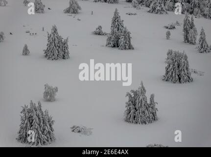 Vue aérienne du paysage hivernal neigeux de Winterberg sous Kahler Asten avec des arbres neigeux et des sapins dans l'aierland en Rhénanie-du-Nord-Westphalie, Allemagne, pays aigre Banque D'Images