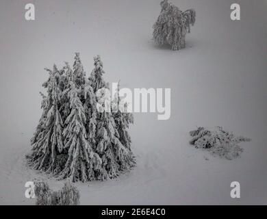 Vue aérienne du paysage hivernal neigeux de Winterberg sous Kahler Asten avec des arbres neigeux et des sapins dans l'aierland en Rhénanie-du-Nord-Westphalie, Allemagne, pays aigre Banque D'Images