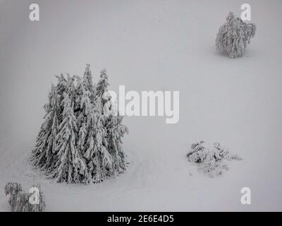 Vue aérienne du paysage hivernal neigeux de Winterberg sous Kahler Asten avec des arbres neigeux et des sapins dans l'aierland en Rhénanie-du-Nord-Westphalie, Allemagne, pays aigre Banque D'Images