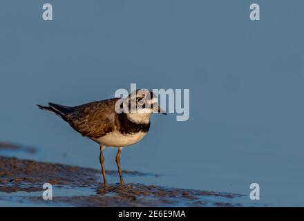 Le petit pluvier annelé est un petit pluvier. Le nom de genre Charadrius est un mot latin tardif pour un oiseau jaunâtre mentionné dans le Vulgat du quatrième siècle Banque D'Images