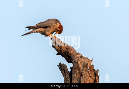 Le faucon à col rouge est un oiseau de proie de la famille des faucon avec deux populations disjointes, l'une en Inde et l'autre en Afrique. Banque D'Images