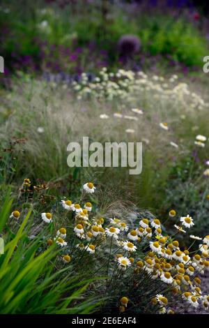 Anthemis tinctoria sauce hollandaise, sauce de camomille de dyer hollandaise, pâquerettes de crème, pâquerettes de jaune crémeux, pâquerette, stipa tenuissima, vivaces et gras Banque D'Images