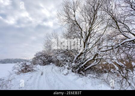 Arbres et arbustes glacés dans un paysage merveilleux d'hiver. L'arbre est recouvert de givre et de neige. Sentier rural dans le paysage d'hiver en République tchèque, Vysocina Hig Banque D'Images