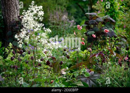 COSMOS atrosanineus,chocolat Cosmos,rouge foncé,fleur brune,fleurs,fleur de chocolat,parfum,odorant,parfum,vanilline,vanille,Thalictrum del Banque D'Images