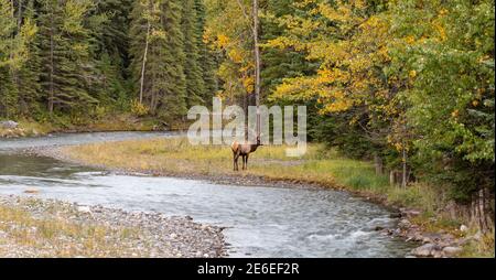 Wapiti sauvage de taureau reposant et fourrageant seul au bord de la forêt en saison des feuillages d'automne. Parc national Banff, Rocheuses canadiennes. Alberta, Canada. Banque D'Images