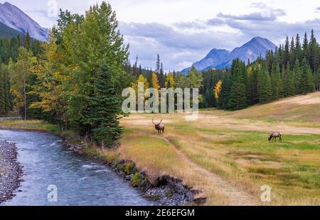 Le wapiti de taureau sauvage se repose et se fourrage seul dans la prairie, au bord de la forêt, en automne, en saison des feuillages. Parc national Banff, Rocheuses canadiennes. Banque D'Images