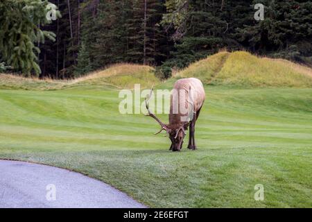 Wapiti de taureau sauvage se reposant seul dans la prairie au bord de la forêt en saison de feuillage d'automne. Parc national Banff, Rocheuses canadiennes. Alberta, Canada. Banque D'Images