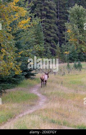 Wapiti de taureau sauvage se reposant seul dans la prairie au bord de la forêt en saison de feuillage d'automne. Parc national Banff, Rocheuses canadiennes. Alberta, Canada. Banque D'Images