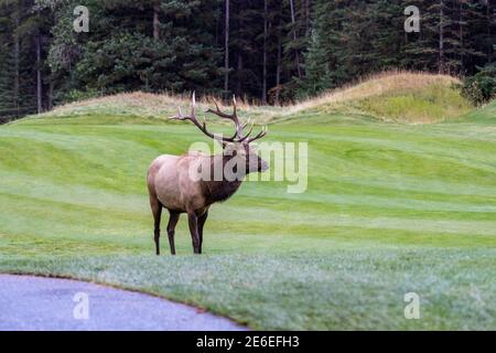 Wapiti de taureau sauvage se reposant seul dans la prairie au bord de la forêt en saison de feuillage d'automne. Parc national Banff, Rocheuses canadiennes. Alberta, Canada. Banque D'Images