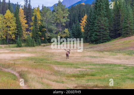 Wapiti de taureau sauvage se reposant seul dans la prairie au bord de la forêt en saison de feuillage d'automne. Parc national Banff, Rocheuses canadiennes. Alberta, Canada. Banque D'Images