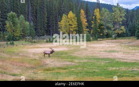 Wapiti de taureau sauvage se reposant seul dans la prairie au bord de la forêt en saison de feuillage d'automne. Parc national Banff, Rocheuses canadiennes. Alberta, Canada. Banque D'Images