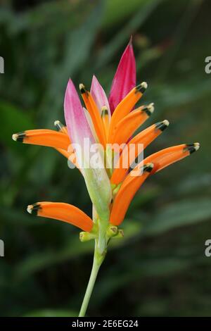 Fausse fleur d'oiseau de paradis Heliconia psittacorum Banque D'Images