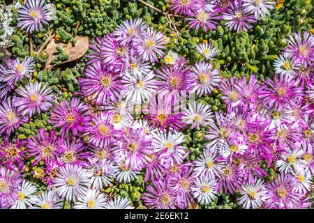 Fynbos violet et rose Fynbos Fleur en fleur au sommet de Table Mountain, au Cap, en Afrique du Sud Banque D'Images