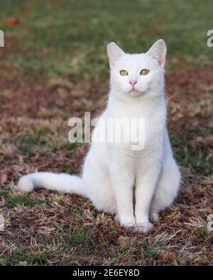 Beau chat de rue blanc assis sur l'herbe verte dans le champ ouvert et regardant la caméra. Banque D'Images