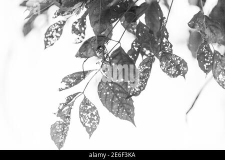 Feuille noire et blanche avec trous, mangée par les ravageurs, nature Banque D'Images