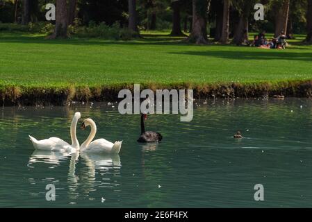 Parc du château de Vizille avec les cygnes dans le lac Banque D'Images