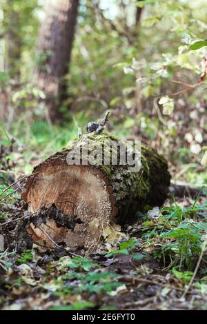 Une bûche se trouvant dans la forêt sur le sol Banque D'Images