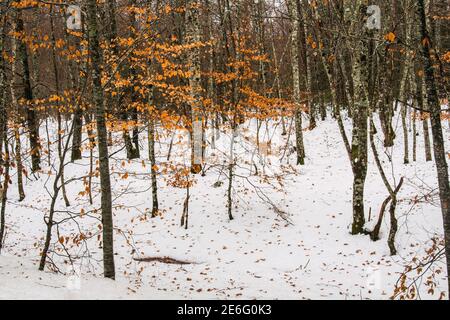 Forêt avec arbres d'automne et feuilles d'orange. Sol recouvert de neige. Début de l'hiver Banque D'Images