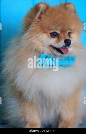 Portrait du chiot pomeranien spitz dans une belle cravate d'arc. Animaux de compagnie. Banque D'Images