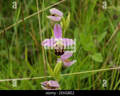 Une pointe de fleurs roses brunes d'une orchidée d'abeille - Ophrys apifera croissant dans les prairies Banque D'Images