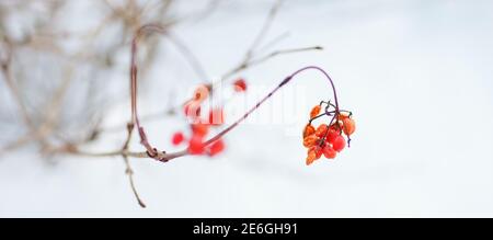 Branche de Hawthorn à proximité avec baies rouges dans un jardin blanc enneigé. Banque D'Images