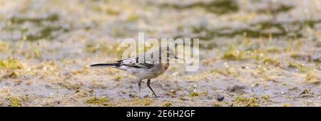 Un jeune wagon blanc, Motacilla alba, assis sur une branche près d'une rivière. Portrait d'un jeune oiseau songbird commun avec une longue queue et des plumes noires et blanches. Banque D'Images