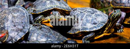 Groupe de curseurs à oreilles rouges ou Trachemys scripta elegans dans le pool. Des dizaines de tortues coulissantes à ventre jaune bronzant sur une surface en bois. Banque D'Images