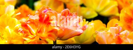 Tulipes de perroquet jaune et rouge d'un jardin hollandais. Banque D'Images