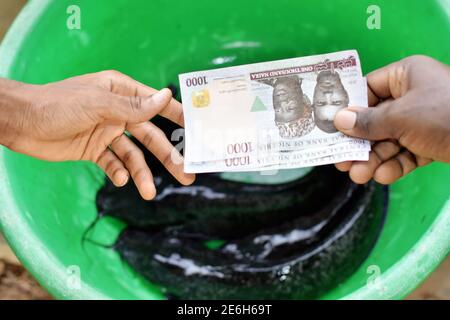 Deux mains tenant et échangeant des billets de naira nigérians tout en achetant ou en faisant des transactions commerciales avec du poisson chat dans un bol vert. Banque D'Images