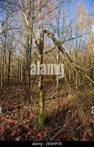 Dommages causés aux arbres par les écureuils gris, Devon, Royaume-Uni Banque D'Images