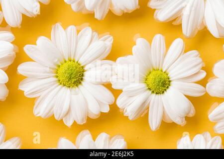 Gros plan de couple de fleurs de Marguerite blanche sur jaune vif fond d'eau Banque D'Images