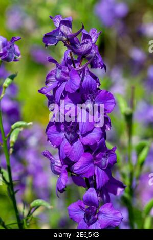 Consolia regalis var paniculatum plante à fleurs d'été avec une fleur bleu violet d'été communément connue sous le nom de larkspur, image de stock photo Banque D'Images