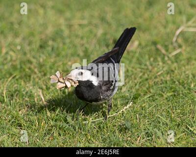 Pied Wagtail, Motacilla alba, collecte de nourriture pour nourrir les jeunes au nid, Cromer, Norfolk, été Banque D'Images