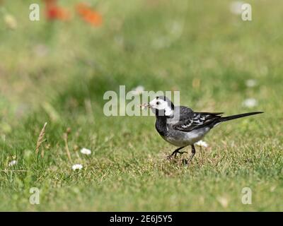 Pied Wagtail, Motacilla alba, collecte de nourriture pour nourrir les jeunes au nid, Cromer, Norfolk, été Banque D'Images