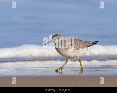 Red Knot, Calidris canutus, se nourrir sur la plage, North Norfolk, fin de l'été Banque D'Images
