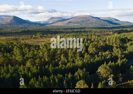 Vue aérienne de Glenmore vers Cairngorms, dans le parc national de Cairngorm, Speyside, Écosse, automne Banque D'Images