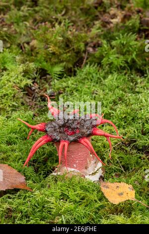 Starfish champignon: Aseroe rubra. Oxshott, Surrey, Royaume-Uni Banque D'Images